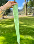 Mint Green Tail